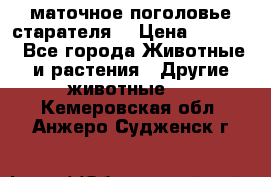 маточное поголовье старателя  › Цена ­ 2 300 - Все города Животные и растения » Другие животные   . Кемеровская обл.,Анжеро-Судженск г.